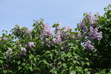 Obraz premium Flowers of light violet Syringa vulgaris against blue sky in May