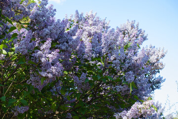 Flowers of light violet Syringa vulgaris against blue sky in May © Anna