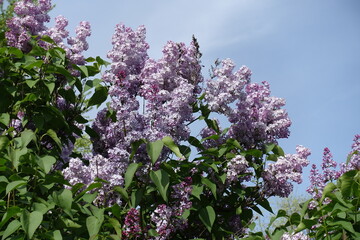 Flowers of light violet Syringa vulgaris against blue sky in May © Anna