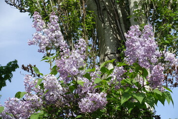 Flowers of light violet Syringa vulgaris against blue sky in May © Anna