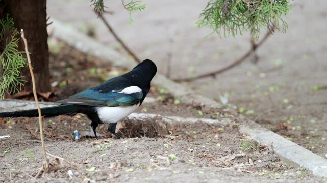 Eurasian magpie standing on ground searching for food in park.