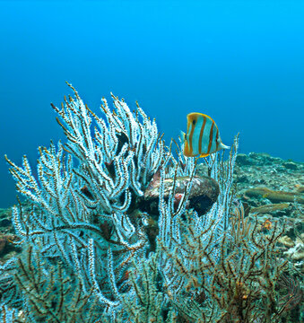 Underwater photo of a Butterfly fish at a coral reef. From a scuba dive in the Andaman Sea in Thailand.