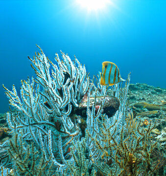 Underwater photo of a Butterfly fish at a coral reef. From a scuba dive in the Andaman Sea in Thailand.