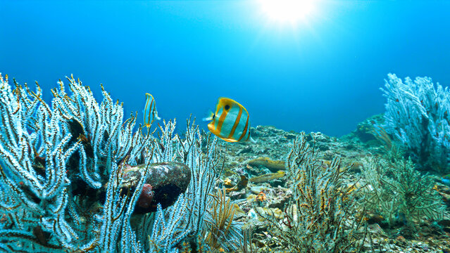 Underwater photo of a Butterfly fish at a coral reef. From a scuba dive in the Andaman Sea in Thailand.