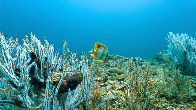 Underwater photo of a Butterfly fish at a coral reef. From a scuba dive in the Andaman Sea in Thailand.