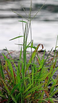 Vitality of crabgrass challenging its limits on the seashore,Vertical