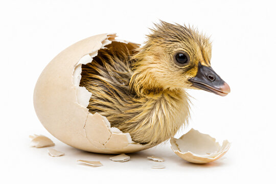 Adorable newly hatched duckling emerging from a cracked eggshell with broken shell fragments on a white background