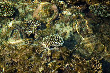 coral reef © citicet