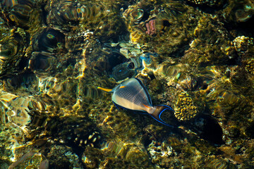 coral reef © citicet