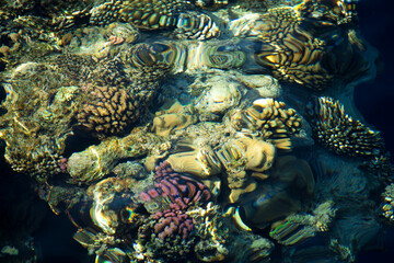 coral reef © citicet