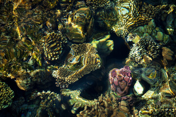 coral reef © citicet
