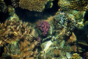 coral reef © citicet