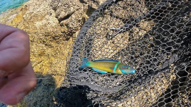 POV fisherman hand removing hook from colorful Ornate Wrasse (Thalassoma pavo) in landing net on rocky shore. Catch and release.