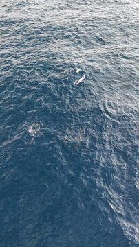 Aerial view of two wild dolphins swimming together in deep ocean water