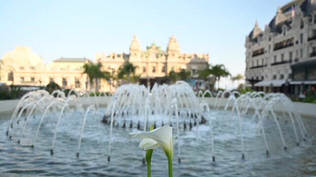 Monte carlo casino exterior with a water fountain and a white lily flower in foreground.