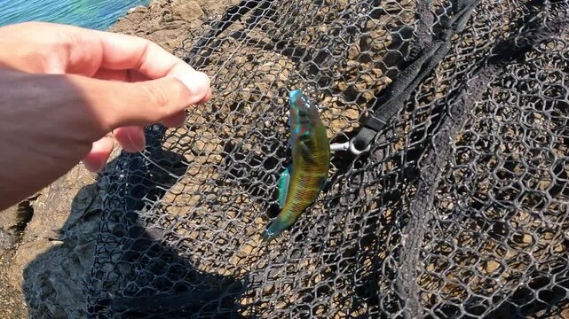 Colorful Ornate wrasse (Thalassoma pavo) caught in fishing landing net on rocky shore, Mediterranean marine life close up