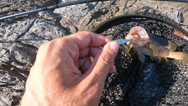 Fisherman hand showing caught Painted comber (Serranus scriba) with metal jig lure in mouth resting in landing net on rocks