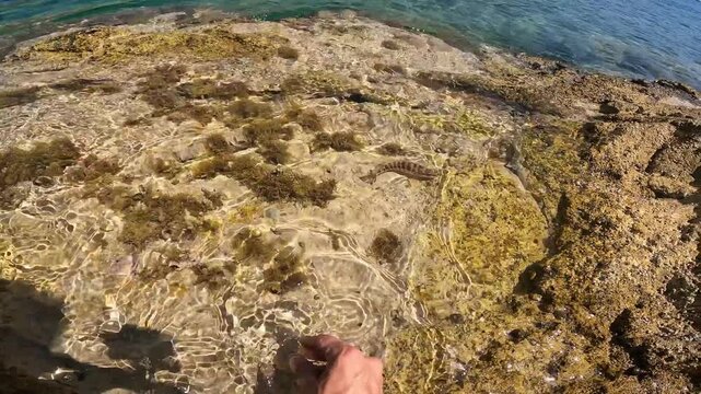 Catch and release of Comber (Serranus cabrilla), fisherman releasing small fish back into shallow clear sea water.
