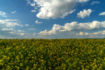 pole rzepaku  © piotr