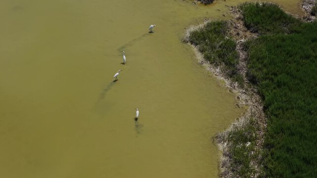 Aerial view of Karavasta Lagoon with white herons wading in the shallow waters of Divjake, Fier County, Albania.