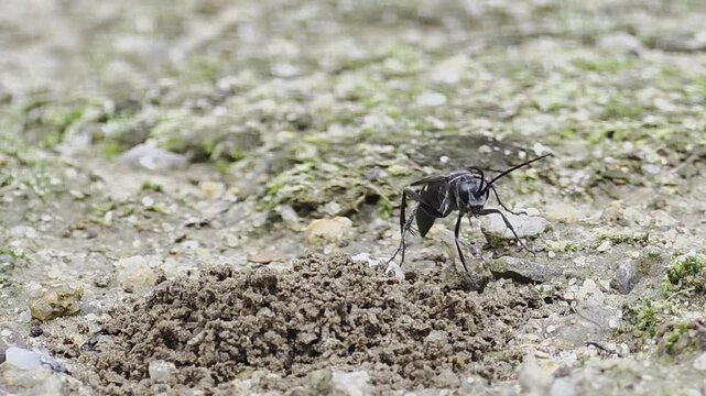 Thread-waisted wasp inspecting and guarding its burrow entrance 4K