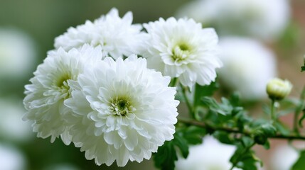 Fototapeta premium White Chrysanthemum Dewdrop Petal Close-up Garden Bokeh