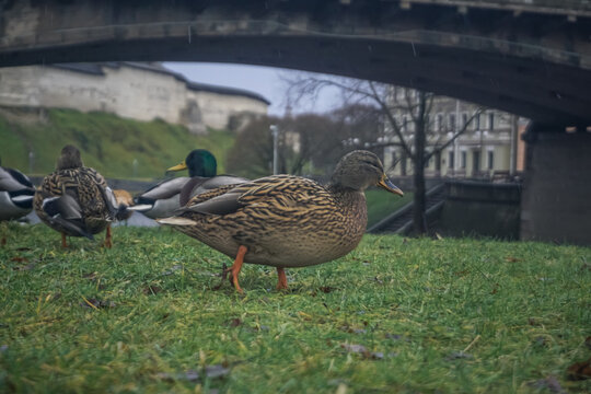 Ducks walking on green grass in Pskov
