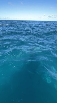 Pod of wild spinner dolphins swimming beneath deep blue ocean waves