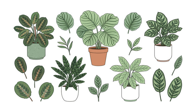 Tropical calathea houseplants vector illustration collection set featuring maranta prayer plants and orbifolia in ceramic pots isolated on white background.