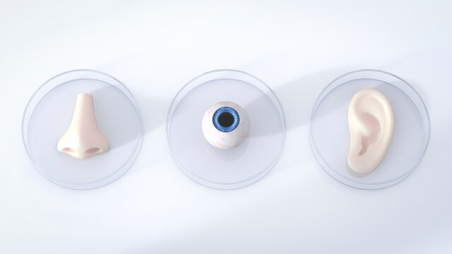 Nose, eye and ear in petri dishes, 3d rendering