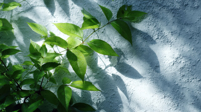 sunlight filtering through leaves creates mesmerizing dance of light and shadow on wall