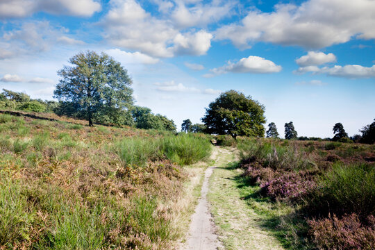 Germany, North Rhine-Westphalia, Wahner Heide heath