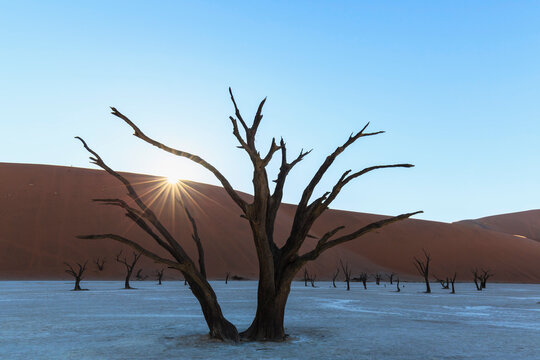 Namibia, Namib Naukluft, Namib Desert, dead acacias on clay pan