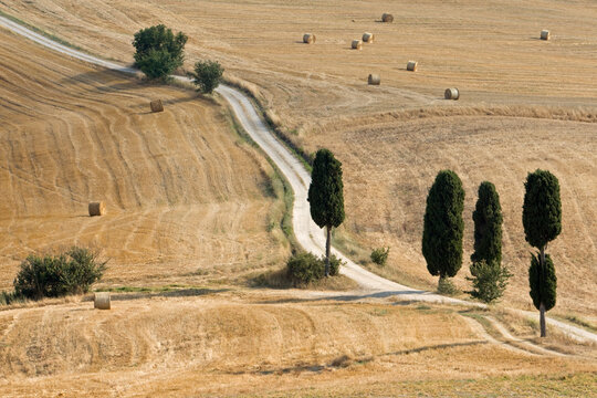 Italy, Tuscany, Cypress alley across Corn fields