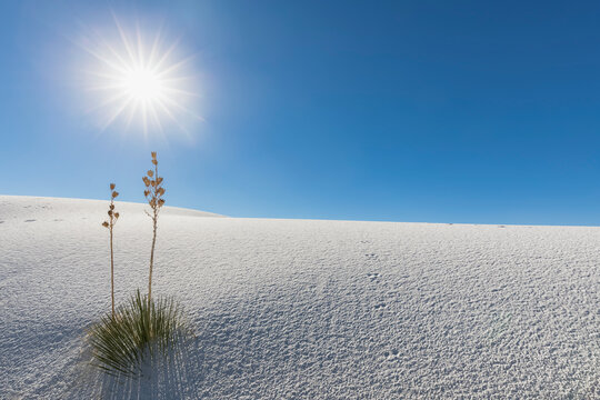 USA, New Mexico, Chihuahua Desert, White Sands National Monument, soap trees on desert dune