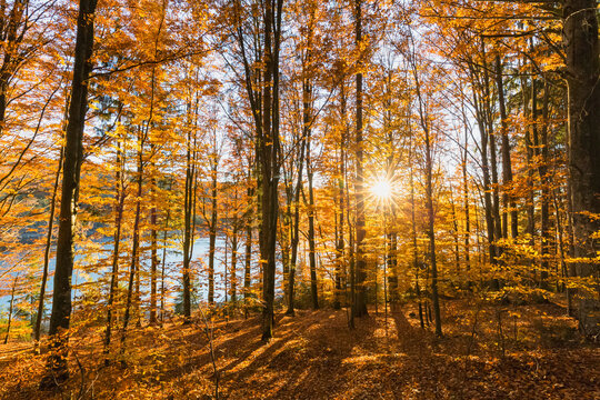 Germany, Bavaria, Lower Bavaria, Bavarian Forest National Park, deciduous forest at drinking water reservoir Frauenau at sunset