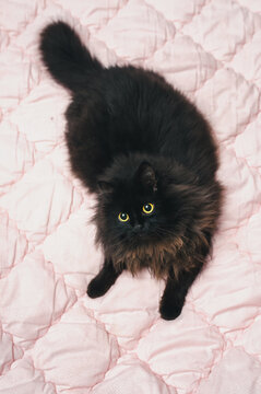 A fat fluffy black cat with yellow eyes sits on a blanket and a sofa. The concept of home with comfort, relaxation and laziness. Prejudices and superstitions associated with bad luck.