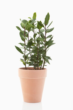 Laurel in flower pot on white background