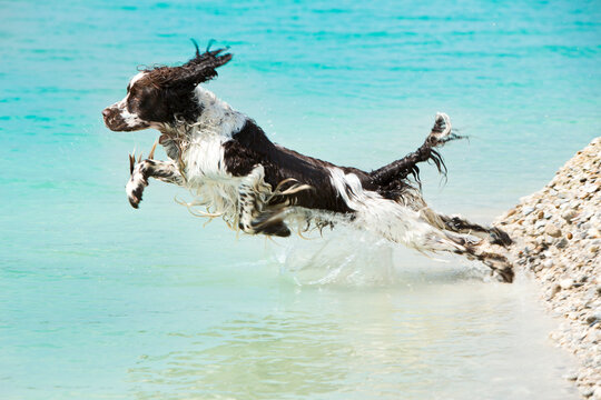 Germany, Bavaria, English Springer Spaniel jumping in water