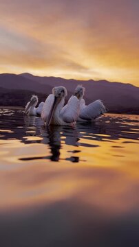 Beautiful Dalmatian pelican staying on water at a beautiful and colorful sunset. Lake Kerkini, Greece.