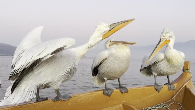 Beautiful Dalmatian pelican staying on the boat and fighting for a place. Lake Kerkini, Greece.
