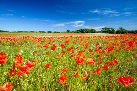 A vibrant red poppy field blooms under a summer sky in Scotland