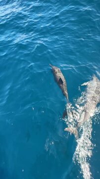 Beautiful wild dolphins swimming together in clear blue ocean water