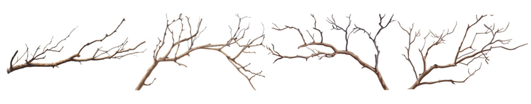 A diverse collection of bare tree branches with intricate patterns, isolated on transparent background.