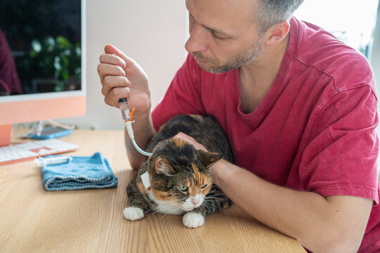 Man pet owner feeding and medicating cat through esophagostomy tube with syringe during home postoperative care after gastrointestinal surgery, following discharge from veterinary hospital, recovery.