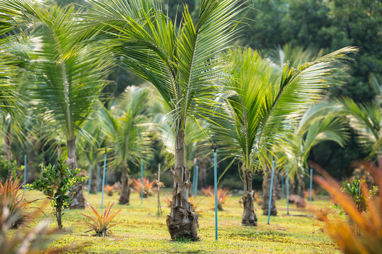 Lush coconut palm trees growing in rows with irrigation system at plantation in northern Thailand, organic agricultural farm field in river valley, farmers growing palms, producing goods from coconuts