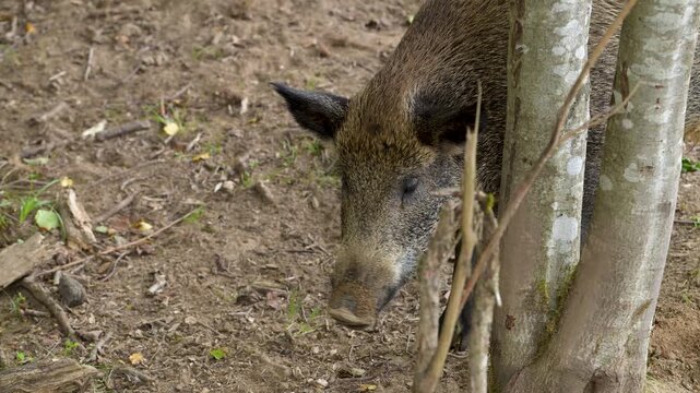 Wild boar sniffs ground near tree trunk