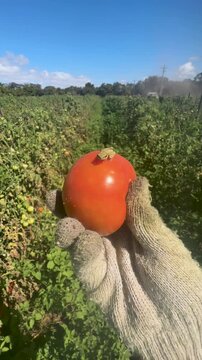 Farmer holding a freshly picked organic tomato with a small green tree frog resting on top in a vast agricultural field