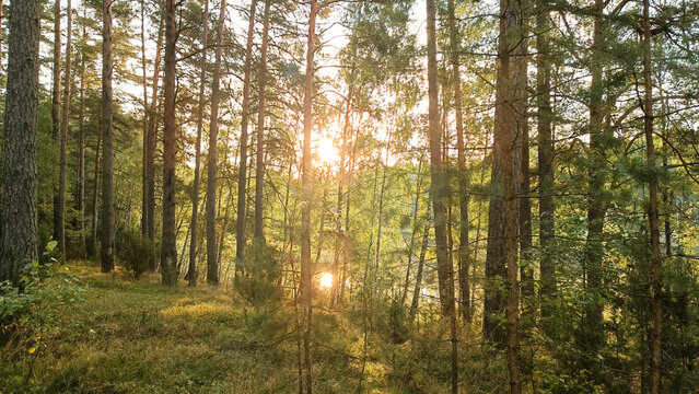 Sunlight streams through a dense forest of tall slender pines and deciduous trees.