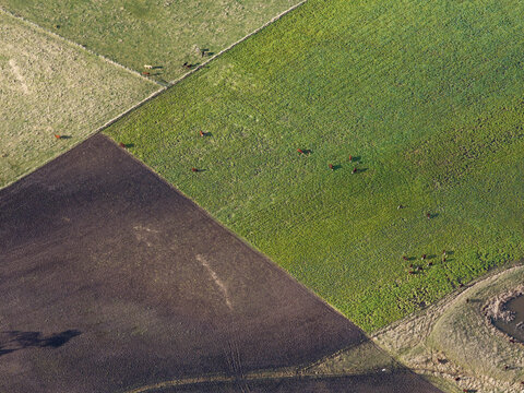 top down view of geometric farmland paddocks with dark soil and grazing cattle in pastures